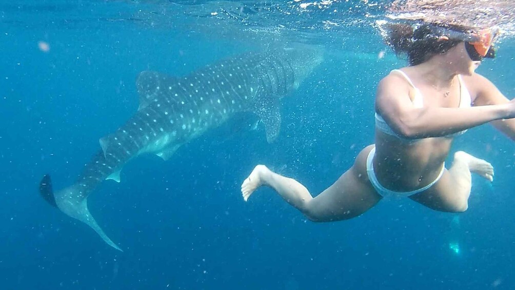 Picture 12 for Activity From Cebu City: Scuba Diving Adventure with Whale Sharks