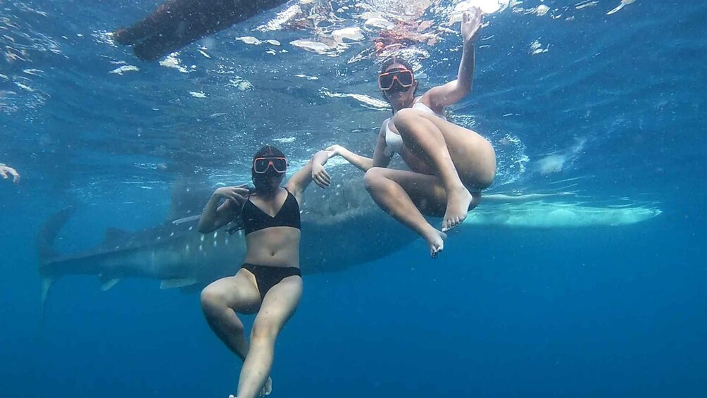 Picture 10 for Activity From Cebu City: Scuba Diving Adventure with Whale Sharks