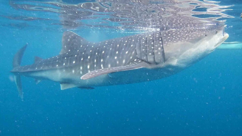 Picture 9 for Activity From Cebu City: Scuba Diving Adventure with Whale Sharks