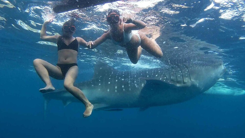 Picture 7 for Activity From Cebu City: Scuba Diving Adventure with Whale Sharks