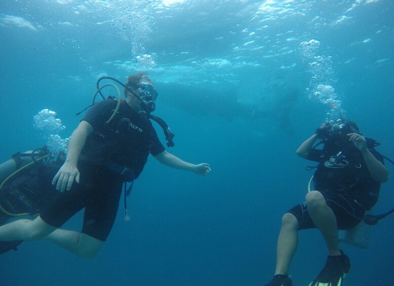 Picture 2 for Activity From Cebu City: Scuba Diving Adventure with Whale Sharks