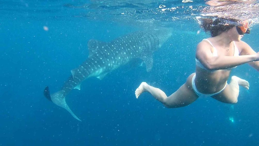 Picture 12 for Activity From Cebu City: Scuba Diving Adventure with Whale Sharks