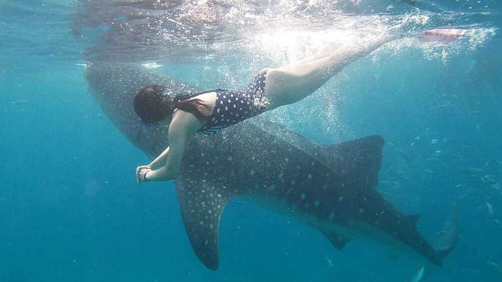 Picture 11 for Activity From Cebu City: Scuba Diving Adventure with Whale Sharks