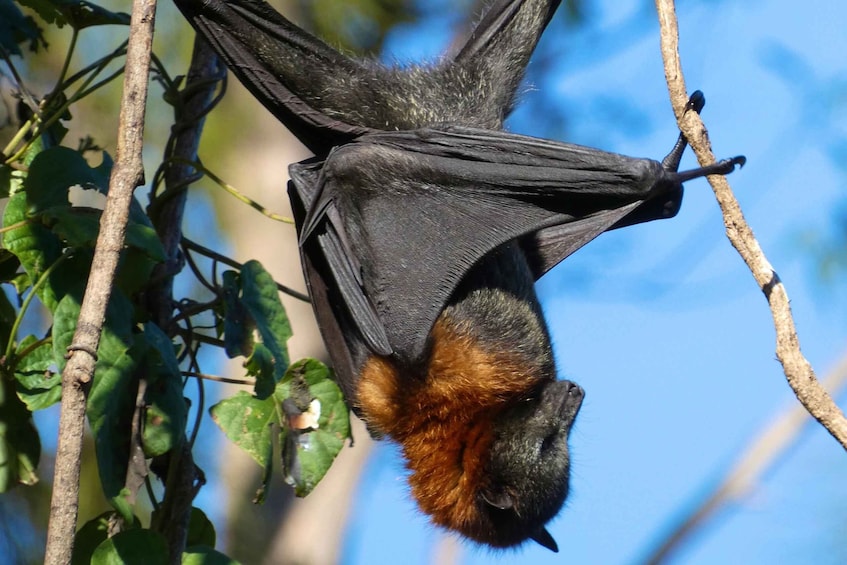 Picture 5 for Activity Flying Fox Tour: Australia's Largest Bats