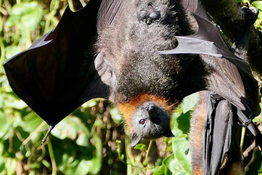 Picture 11 for Activity Flying Fox Tour: Australia's Largest Bats