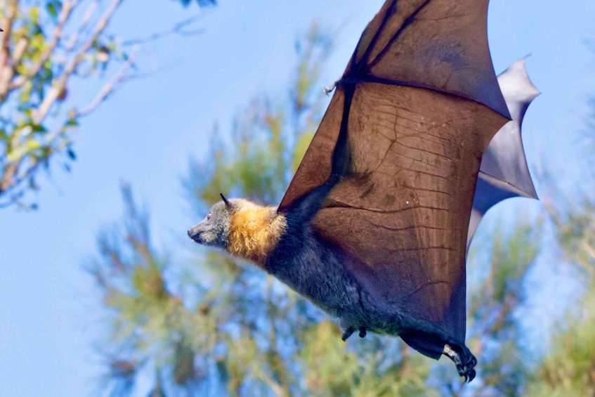 Picture 1 for Activity Flying Fox Tour: Australia's Largest Bats