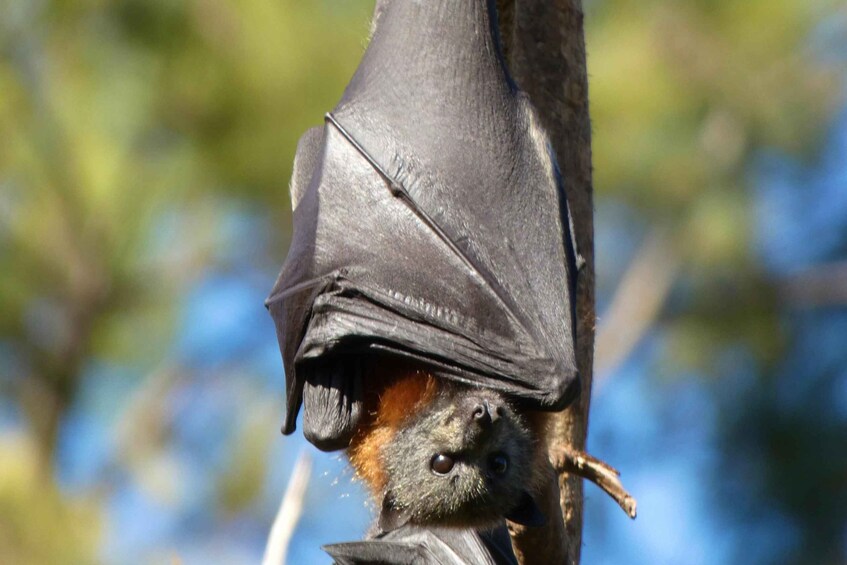 Picture 7 for Activity Flying Fox Tour: Australia's Largest Bats