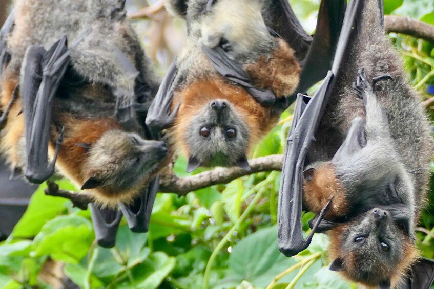 Picture 9 for Activity Flying Fox Tour: Australia's Largest Bats