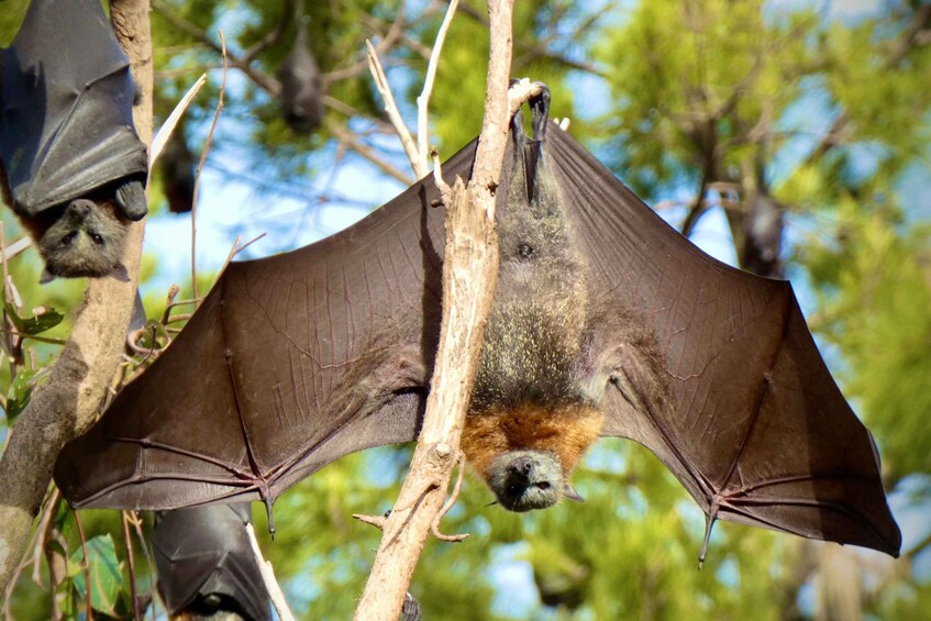 Picture 4 for Activity Flying Fox Tour: Australia's Largest Bats