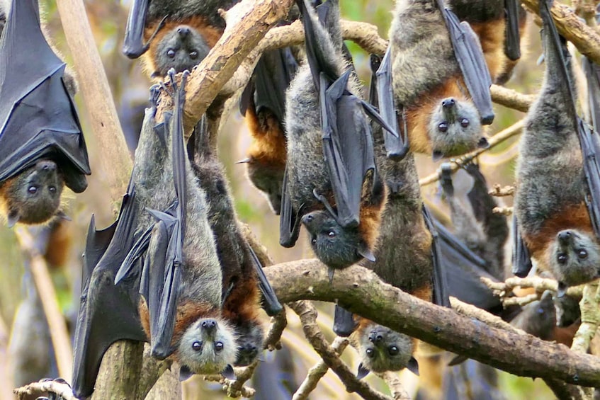 Picture 3 for Activity Flying Fox Tour: Australia's Largest Bats