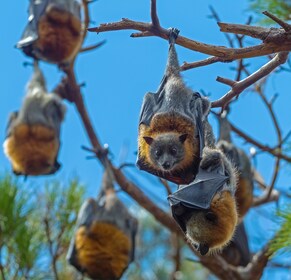 Sydney: Tour delle volpi volanti, i pipistrelli più grandi d'Australia