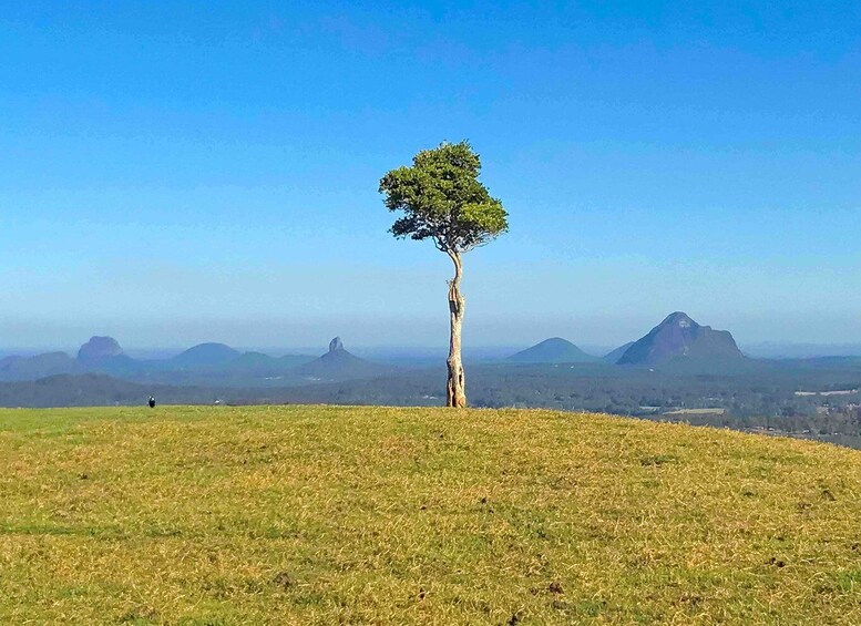 Picture 9 for Activity Noosa: Maleny & Montville Tour with Lunch & Wine Tasting