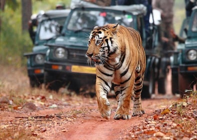 Ranthambore Tiger Safari with Golden Tringle Tour 7 Days