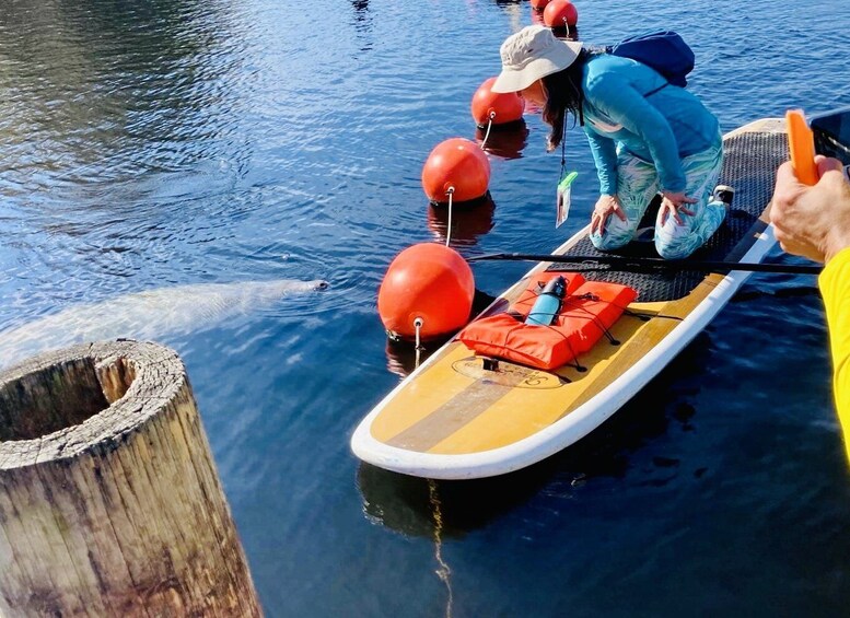 Picture 4 for Activity Orange City: Blue Spring State Park SUP & Kayaking Tour