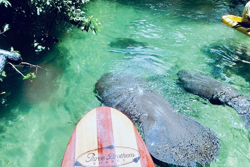 Picture 2 for Activity Orange City: Blue Spring State Park SUP & Kayaking Tour