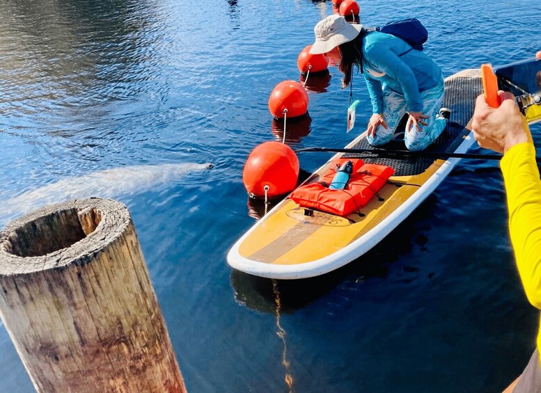 Picture 4 for Activity Orange City: Blue Spring State Park SUP & Kayaking Tour