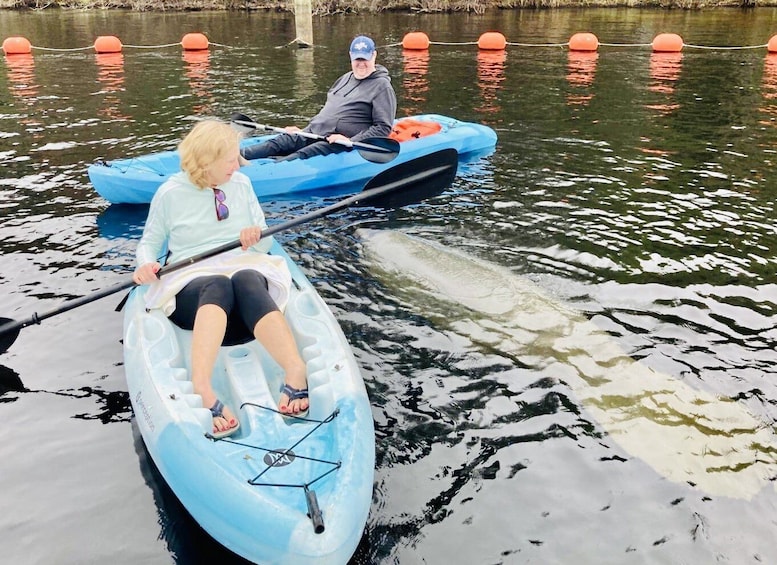 Picture 5 for Activity Orange City: Blue Spring State Park SUP & Kayaking Tour