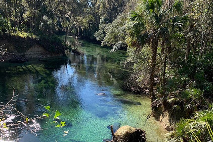 Picture 3 for Activity Orange City: Blue Spring State Park SUP & Kayaking Tour