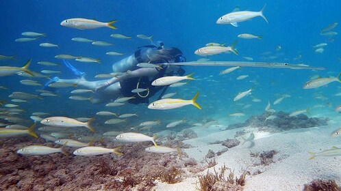 San Juan: tour de buceo para principiantes con tortugas y videos