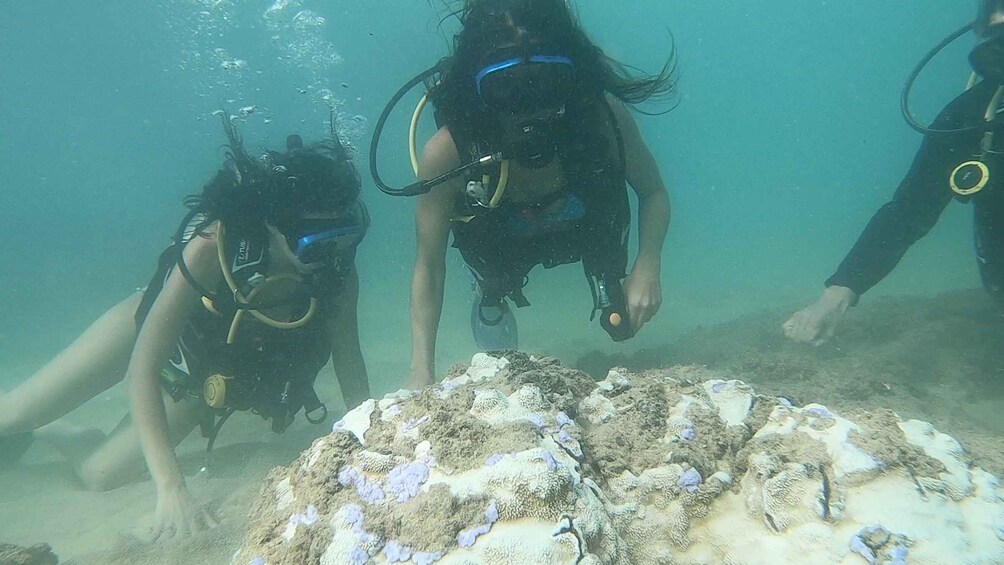 Picture 6 for Activity San Juan: Beginner Scuba Diving Tour with Turtles and Videos