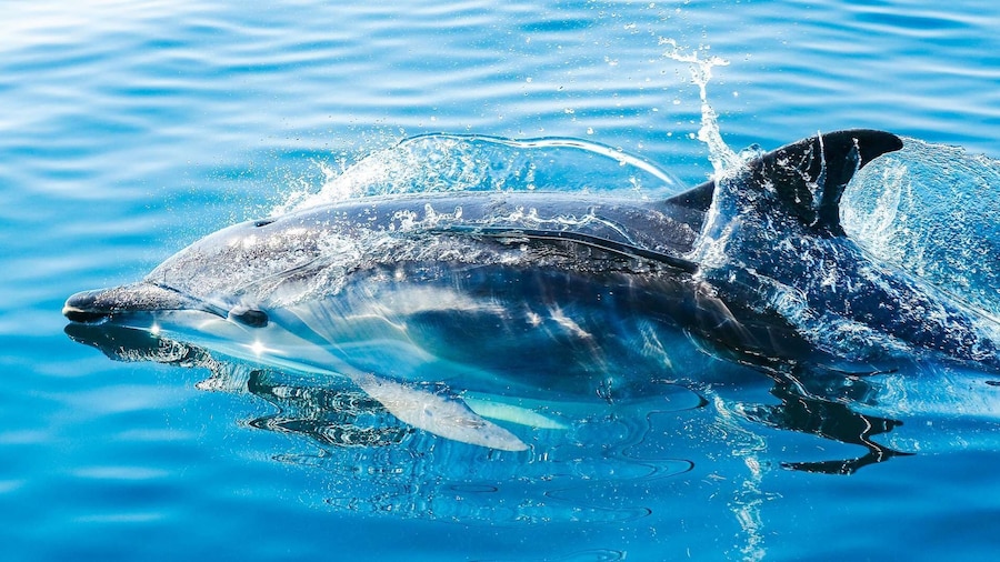 From Malaga: Day trip to Gibraltar and Dolphin Boat Tour