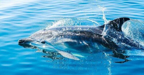 Desde Málaga: Excursión de un día a Gibraltar y Excursión en barco con delf...