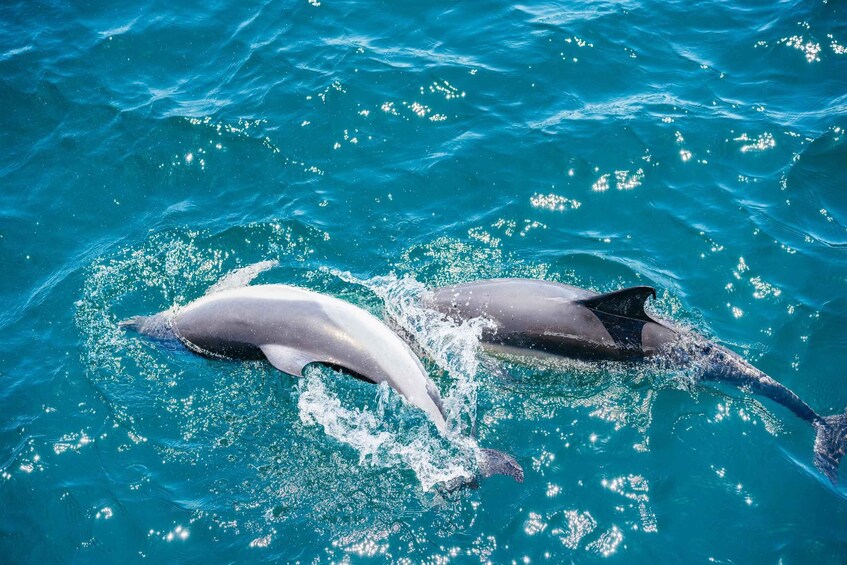 Picture 9 for Activity From Malaga: Day trip to Gibraltar and Dolphin Boat Tour