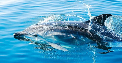 Desde Málaga: excursión de un día a Gibraltar y recorrido en barco con delf...