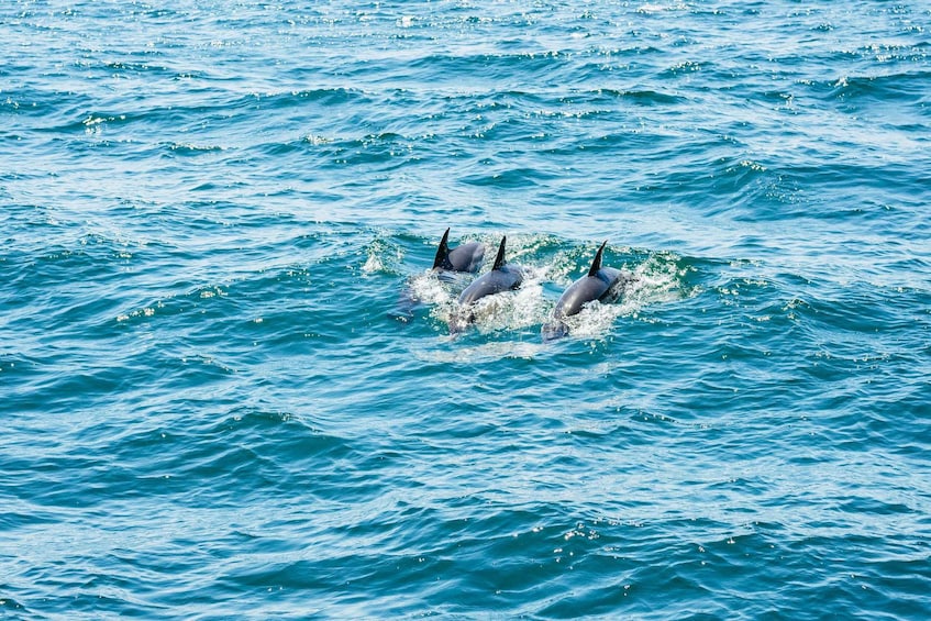 Picture 8 for Activity From Malaga: Day trip to Gibraltar and Dolphin Boat Tour