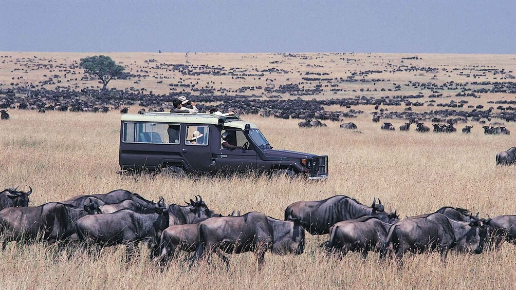 Picture 1 for Activity Nairobi: 13-Day Guided Luxury Honeymoon Safari w/Beach Visit