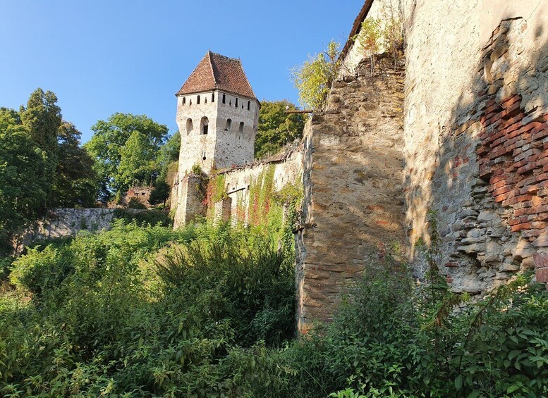 Picture 18 for Activity Peleș Castle, Bran Castles and Brasov City - Private Tour