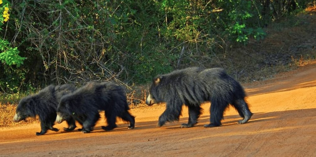 An 8-Days Adventure and Wildlife Exploration in Sri Lanka