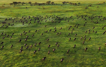 Safari de alojamiento privado de 8 días en Kenia y Tanzania