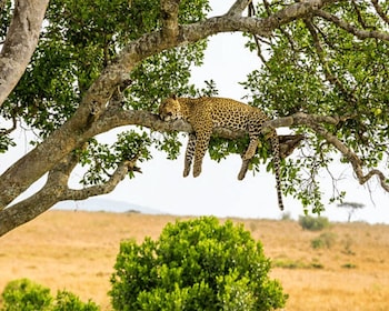 3 Tage Masai-Mara-Safari mit Unterkunft der Mittelklasse