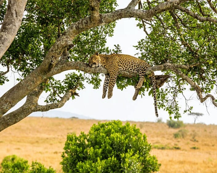 3 days Masai mara safari with midrange accommodation