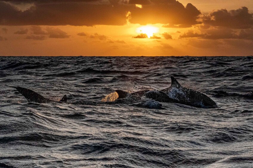 Picture 7 for Activity Fazana: Sunset Dolphin Cruise in Brijuni Park