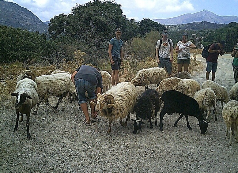 Picture 8 for Activity Crete: Quad Safari with Monastery, Malia Palace and Lunch