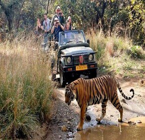 Delhi: Taman Nasional Ranthambore Perjalanan 3 Hari dengan Safari Harimau