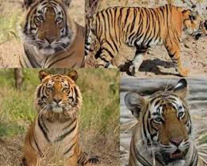 Picture 4 for Activity Delhi: Ranthambore National Park 3-Day Trip w/ Tiger Safari