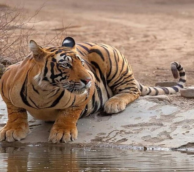 Picture 8 for Activity Delhi: Ranthambore National Park 3-Day Trip w/ Tiger Safari