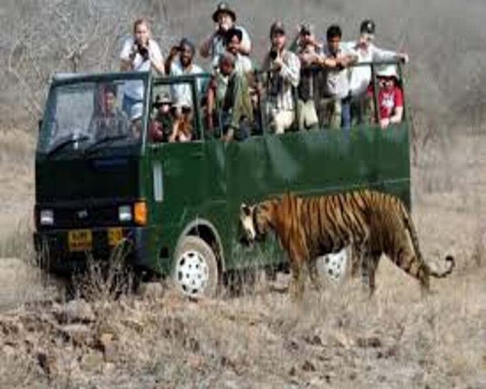 Picture 5 for Activity Delhi: Ranthambore National Park 3-Day Trip w/ Tiger Safari