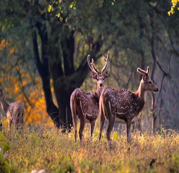 Picture 2 for Activity Delhi: Ranthambore National Park 3-Day Trip w/ Tiger Safari