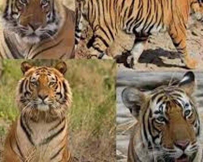 Picture 4 for Activity Delhi: Ranthambore National Park 3-Day Trip w/ Tiger Safari