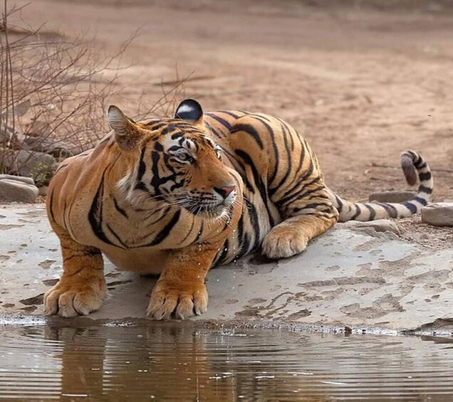 Picture 8 for Activity Delhi: Ranthambore National Park 3-Day Trip w/ Tiger Safari