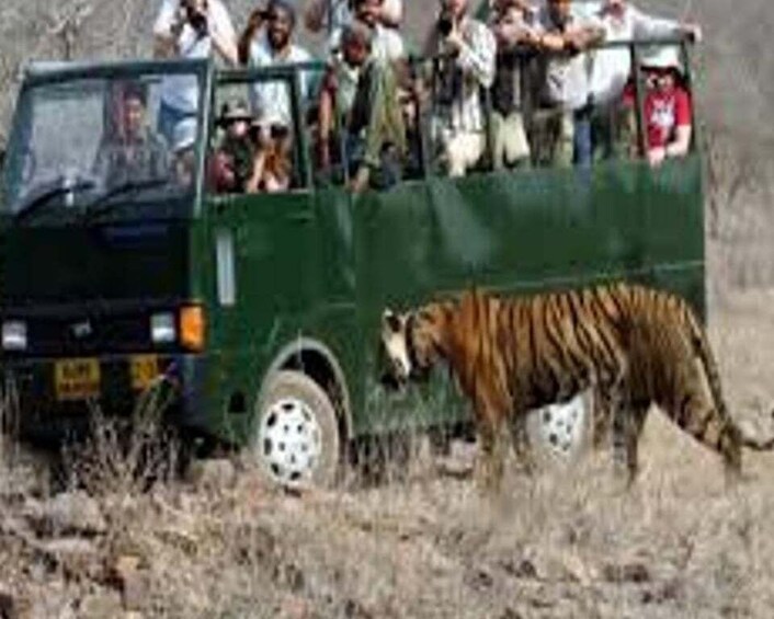 Picture 5 for Activity Delhi: Ranthambore National Park 3-Day Trip w/ Tiger Safari