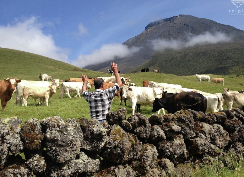 Picture 1 for Activity Pico Day Tour: Get to know Pico Island with a local guide