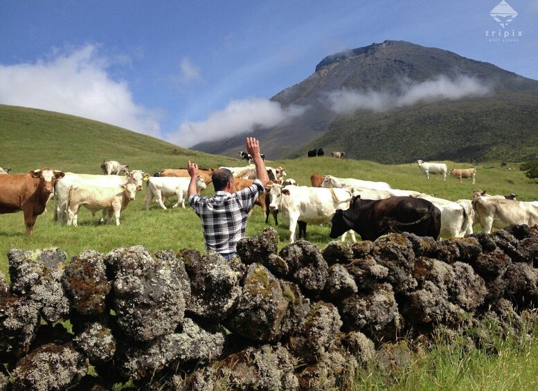 Picture 1 for Activity Pico Day Tour: Get to know Pico Island with a local guide