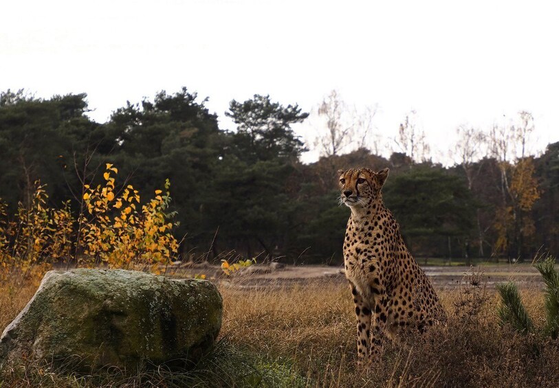 Picture 9 for Activity Hilvarenbeek: Safaripark Beekse Bergen Entry Ticket