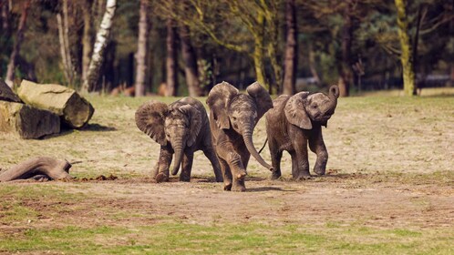 Hilvarenbeek: Safaripark Beekse Bergen Entry Ticket