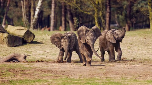 Hilvarenbeek: Safaripark Beekse Bergen Entry Ticket